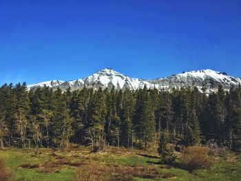 Scenic view of forest against clear blue sky