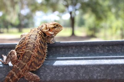 Close-up of dog on retaining wall