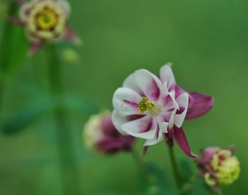 Close-up of fresh flower