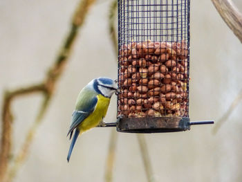 Close-up of bird perching on feeder