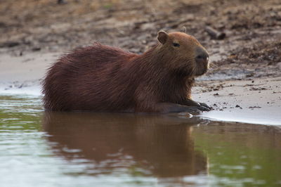 Side on portrait of capybara hydrochoerus hydrochaeris sitting on riverbank bolivia.