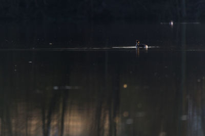 Bird perching on swimming in lake