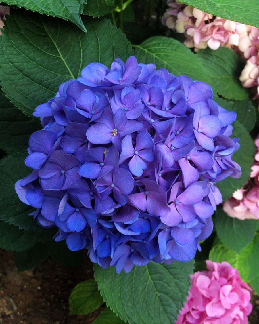 CLOSE-UP OF PURPLE HYDRANGEAS