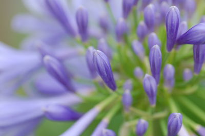 Macro shot of purple flower