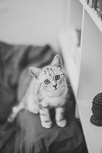 Close-up portrait of cat at home