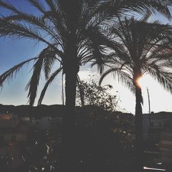 Low angle view of palm trees at sunset