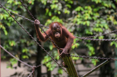 Close-up of orangutan hanging on chain at zoo