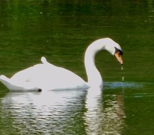 Swan swimming in a lake