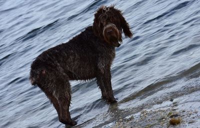 Dog standing on beach