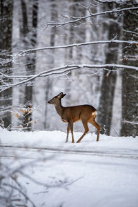 Portrait of a deer in the snow in the forest	