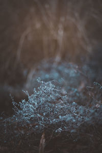 Close-up of frozen plant