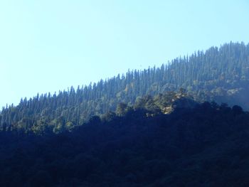 Scenic view of forest against clear sky