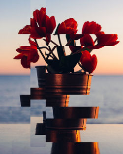 Close-up of red flowering plant against sea