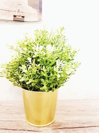 Close-up of potted plant on table against wall