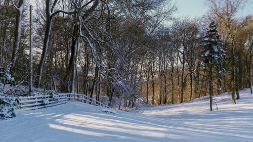 Bare trees on snow covered land