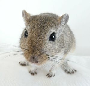 Close-up of a cat over white background