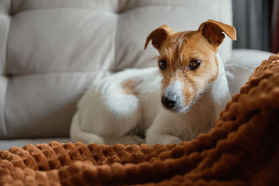 Dog resting at sofa under blanket