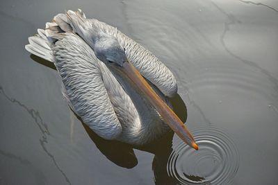 High angle view of pelican swimming in lake