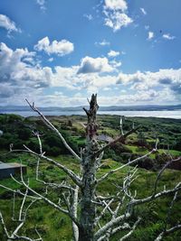 View of driftwood on landscape against sky