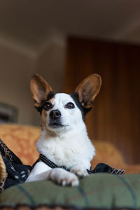 Portrait of dog sitting on floor