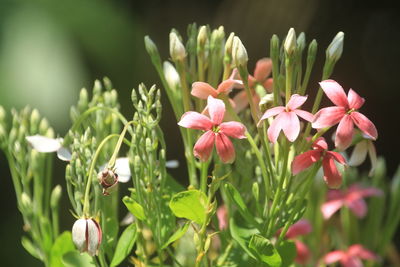 Flowers and plants have spiritual healing powers that can help people