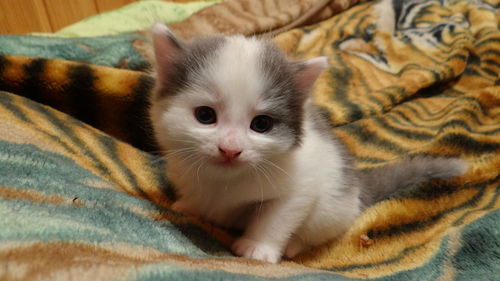 Close-up portrait of cat on bed at home