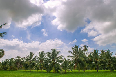 Scenic view of palm trees on field against sky
