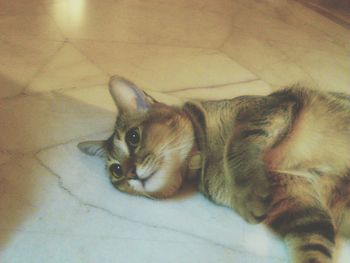 Portrait of cat