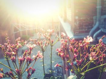 Sun shining through flowers