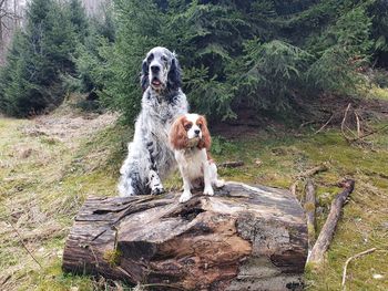 Two dogs of very different size posing outdoors