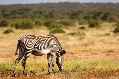 Zebra in a field