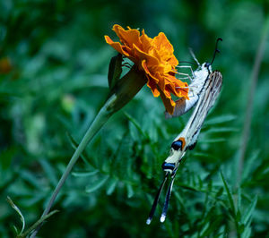 Close-up of insect on plant