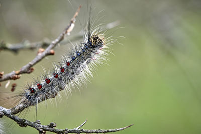 Close-up of insect on spider web