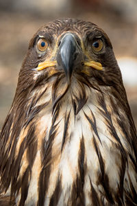 Close-up portrait of owl