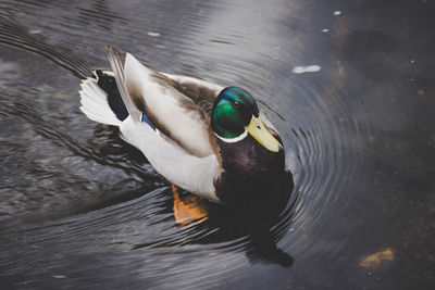 High angle view of mallard duck swimming in lake