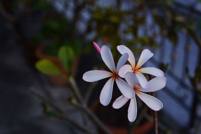 Close-up of white flowering plant