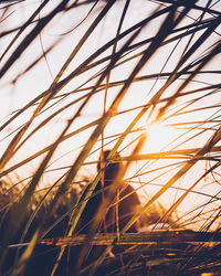 Low angle view of sunlight falling on grass at sunset