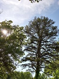 Low angle view of trees against sky