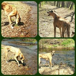 Dogs standing on field