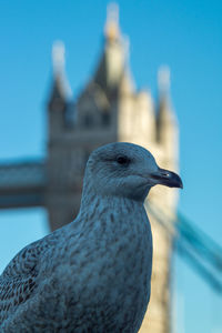 Close-up of seagull perching on railing