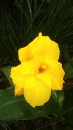 Close-up of wet yellow flower growing outdoors