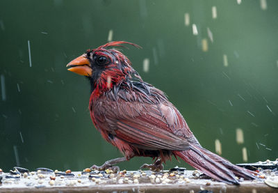 Close-up of bird during rainfall