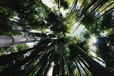 Low angle view of bamboo trees in forest