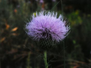 Close-up of pink flower