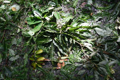 High angle view of leaves on tree in forest