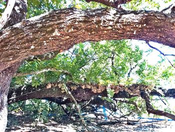 Low angle view of trees in forest