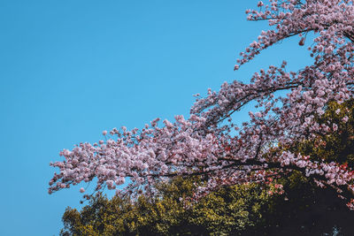 Low angle view of cherry blossoms against blue sky