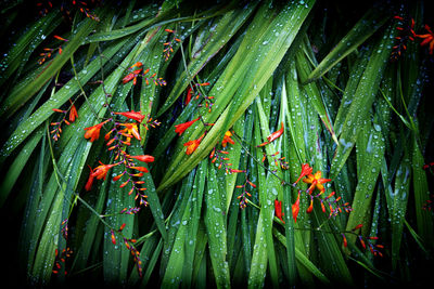 High angle view of crocosmia flowers growing at park