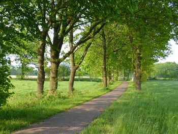 Road amidst trees