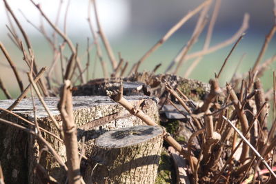 Close-up of bird perching on wood